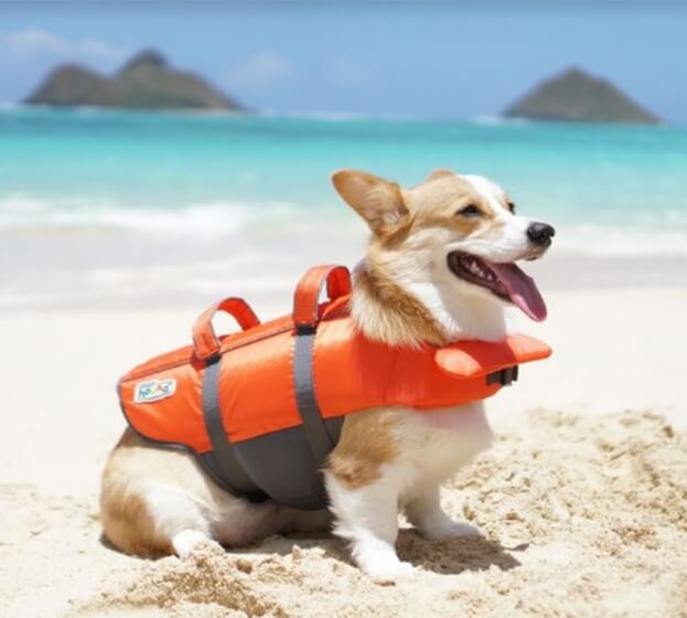 How To Go Kayaking With Your Dog Dog Accessories, Tips & Advice