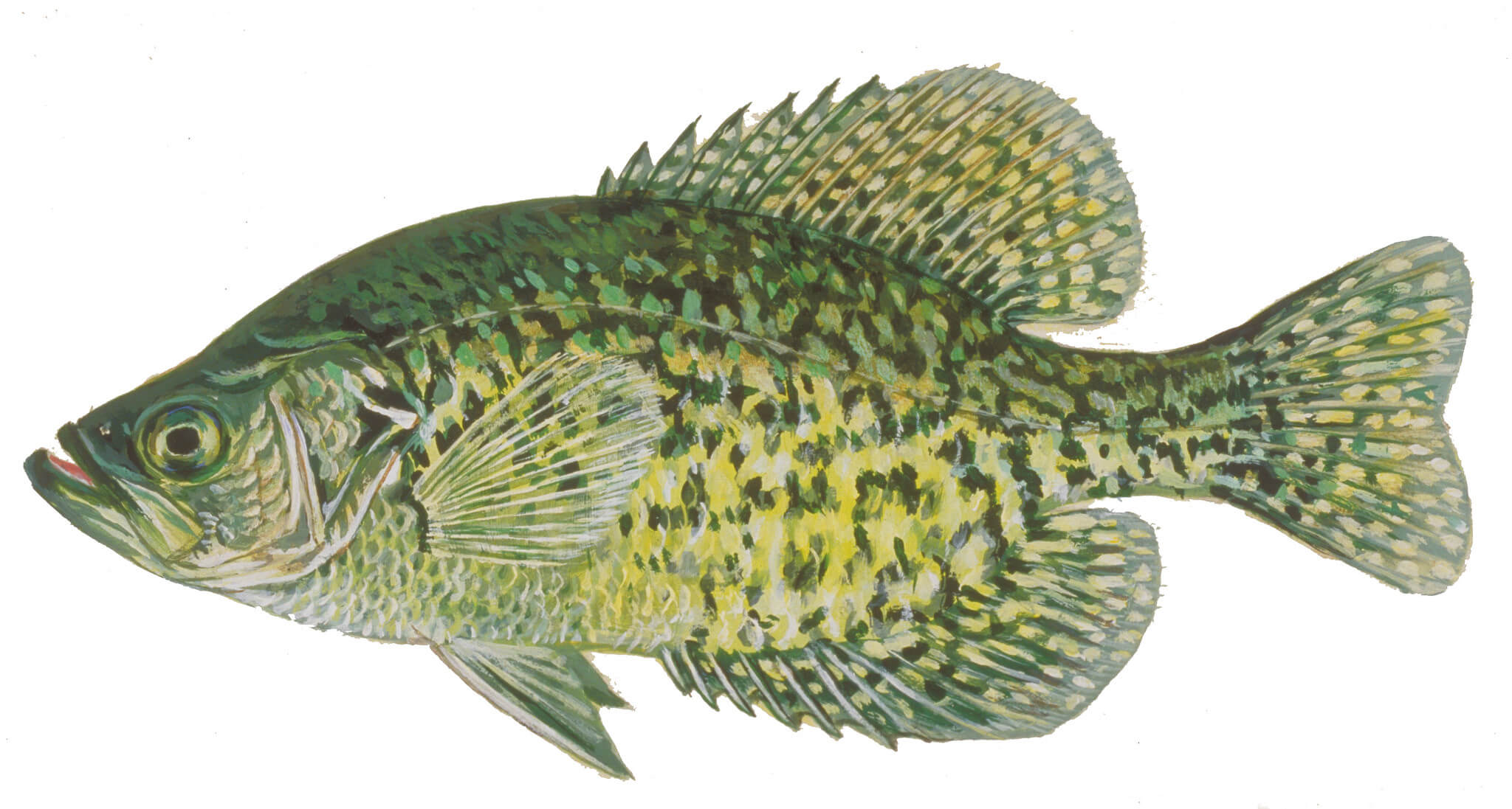Catching Crappie On Worms