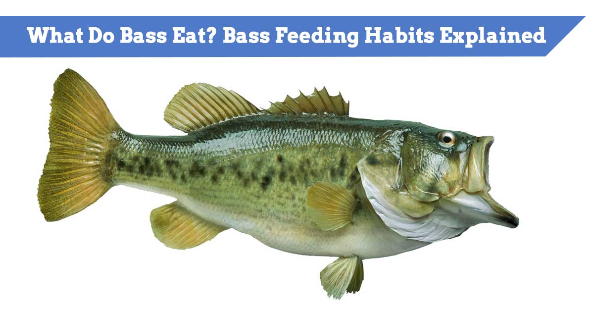 Ultimate Guide to Feeding Bass in Ponds Choosing the Right Food for