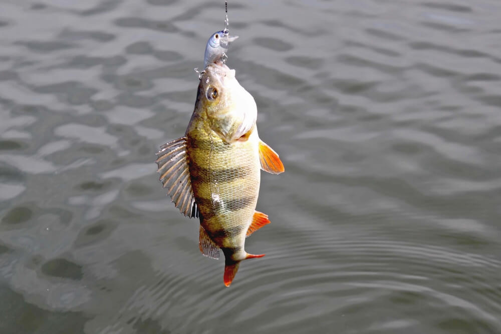 Guide To Bass Fishing Tips That Bass Anglers Need Kayak Guru